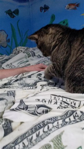 Surprising Benefits of Owning a Cat