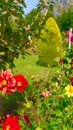 Phool gulab ka lakhon main #garden #explore #advanture #nature | Chenab Valley Explorer