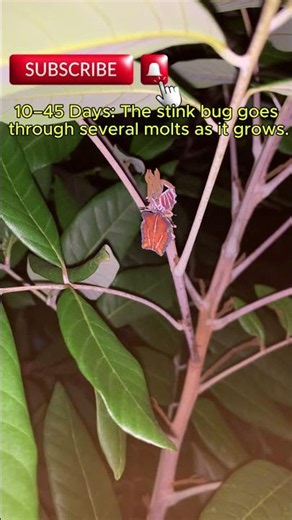 Stink Bug Life Cycle
