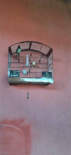 How to mate any collared dove or grassquit using the female's call.