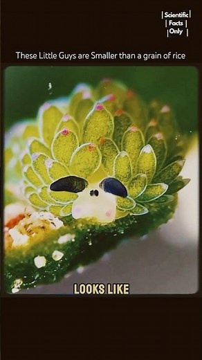 Solar Powered Sheep? 💀 Meet the tiny slug That Eats Sunlight #biology #shorts #seacreatures #science