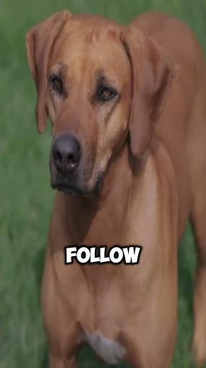 You Won’t Believe How Smart the Rhodesian Ridgeback Really Is
