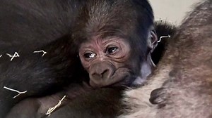 See the adorable baby gorilla born at the Little Rock Zoo