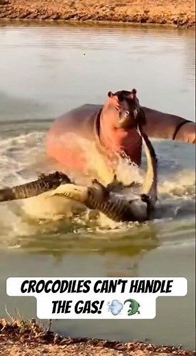 🌍💨 Nature’s Gassiest Victory: Hippo vs Giraffe & Crocs! 😂🦛