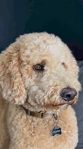 115K views · 1.1K reactions | He also requires that I’m present . . #dogtok #funnydogs #dogsoftiktok #dog #doglife #doglover #dogs #dogsofinstagram #dogsofinsta #funny #dogoftheday #dogoftiktok #rottweiler #funnymoments #dance #music #fashion #tbt #virals #trendingreels #trend #fypシ゚viralシfypシ゚ #fypシ #pets #petsoftiktok #petsofinstagram | Katwitholiver | Facebook