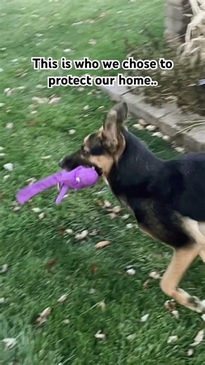 She has her moments #guarddog #gsds #dogshorts #dogowner #funnydogvideos #shortvideo