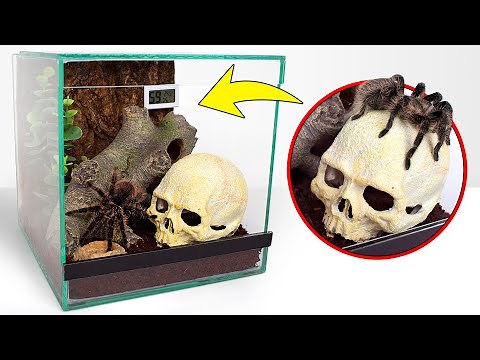 Peter The Spider Moves To A New House