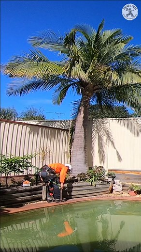 4.3K views · 28 reactions | 2 guys. 2 palm trees.  Who’s bringing theirs down faster? The race is on — loser buys the beers.  #timelapse #treeremoval #australianarborist #palmtrees | Shanes Trees | Facebook