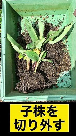 ドワーフモンキーバナナの株分け 混み合っている子株を切り外し、別の鉢に移植して育てて見る（^^） #shorts