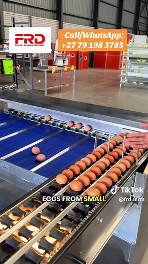 FRD Egg Grading Machine for Poultry Farming