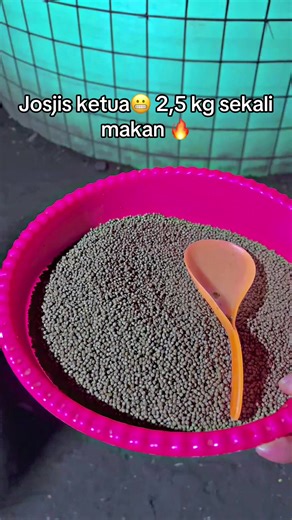 Learn to Raise Lele: Tips for Beginners