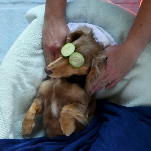 Sliced cucumbers not included. Nappa leather upholstery available in the all-new 2020 Subaru Legacy. | Subaru of America, Inc.