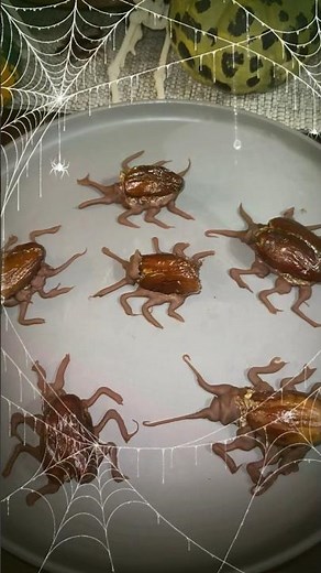 Crunchy chocolate cockroaches 🪳 #shortsrecipe #shorts #halloween #halloweendesserts