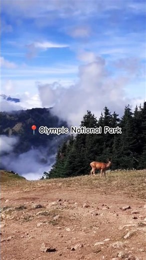 🌲 Olympic National Park | Stunning Nature in Washington