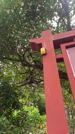 Yellow mini 🟡 new model mini RC car racing 💥🔥#shorts #cars #camlin #mrchows #coco #choo