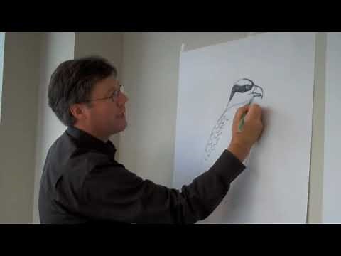 David Allen Sibley: How to Draw an Osprey