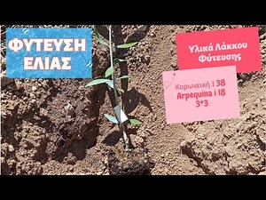 OLIVE PLANTING 🫒 ⛏️PART 1 - ARBEQUINA I-18 & KORONEIKI I-38