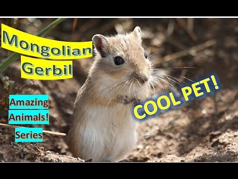 Mongolian Gerbil facts 🐁 Mongolian jird 🐭 small rodent