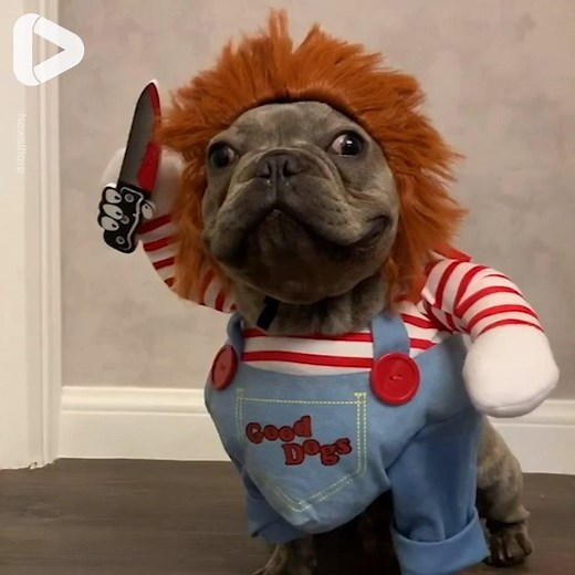 211K views · 4.3K reactions | The best Halloween costumes I've ever seen!  | IGV | Facebook
