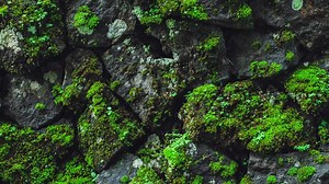 21 reactions | It's #WorldEnvironmentDay!  Today we're honoring...