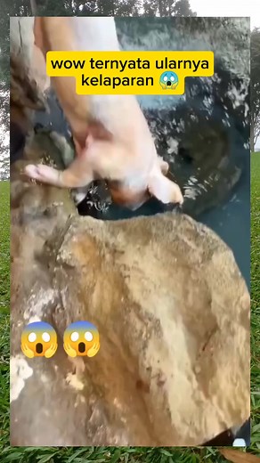 Wow ularnya lagi kelaparan #phiton | Napitu Parna