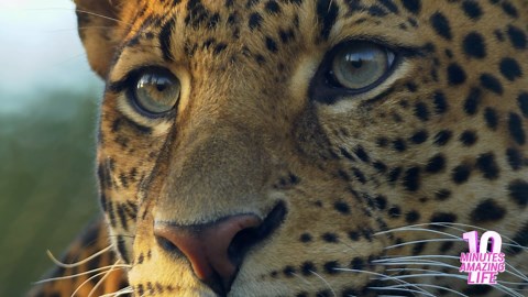 Leopard Face Close-Up – The Watchful Eyes of a Big Cat