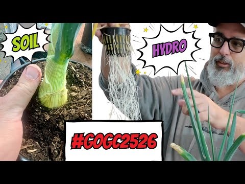 Giant Onion Challenge 13 Week Update! #gogc2526