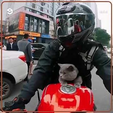 👉 Wait… Is That a Cat Riding a Motorcycle?! 😳🐱