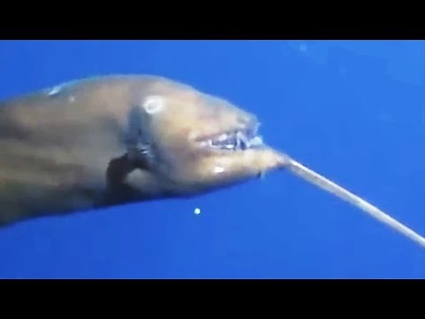3 Strange Anglerfish Found in the Deep Ocean by ROVs