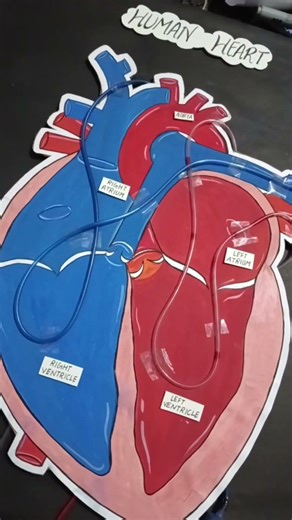Human heart working model 🫀#artandcraft #heart #workinvmodel #art #trending #drawing#viral #ytshort