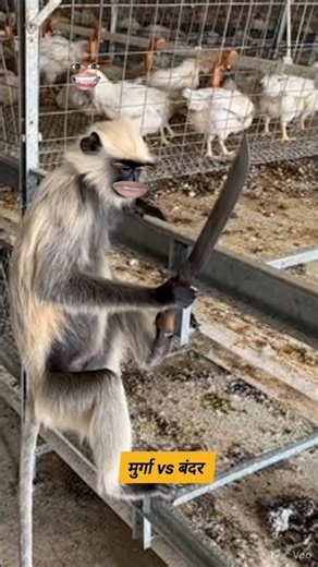 मुर्गा vs बंदर #funny #thetharpuns #shilpisaroja #comedy