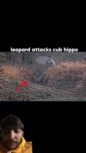 Hippo vs leopard #trending #animals #wildlife #shorts #leopard #hippo #shortvideo
