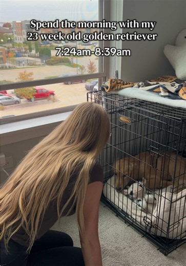 Boots walking Bentley into the bedroom 🤣 happy Friday! #goldenretriever #dogmom #goldenretrieverlife #dogsoftiktok @Spot & Tango Shop