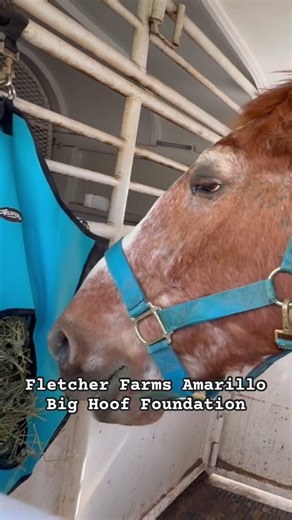 We Went to Save One Horse… and Couldn’t Leave Him Behind. Freedom ride two with an extra traveler