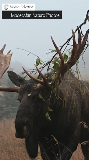 What are these bull moose doing? Simply explained, they are all doing the head wag posture that is their way of walking into a fight. It is super exciting to watch and film. The anticipation is high waiting to see if the bulls decide to fight or one of them backs down. | Moose Man Nature Photos