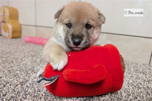 Nico - Shiba Inu Puppy EF3F25