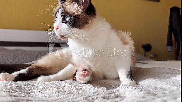 Siamese at is washing herself. Cat washes with tongue. Happy cat washes. Fluffy cat washes leg and paws. Pet is resting indoors. Indoor life. Domestic life. Cat at home.