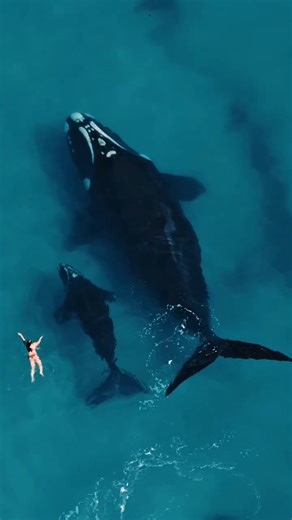 TINY HUMAN vs TWO WHALES 🐋🌊 An absolutely breathtaking moment — not just for its beauty, but for the perspective it gives. Seeing a swimmer beside a mother whale and her calf truly shows the sheer scale of these gentle giants. Encounters like this are rare, powerful, and unforgettable. But they also come with responsibility. Getting too close to whales, especially a mother and her young, can disturb them and put both humans and wildlife at risk. Keeping our distance protects them, protects us,