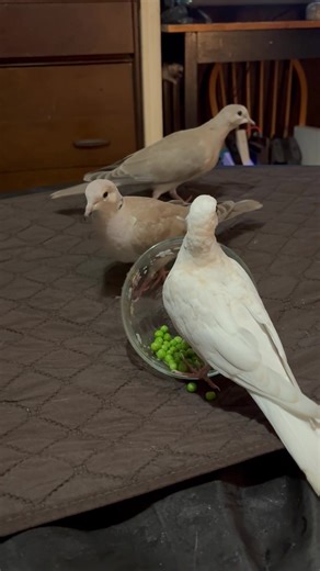 Caring for Baby Ringneck Doves: A Guide