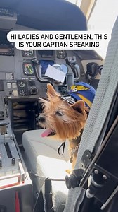 1.9K views · 2.8K reactions | What do you want to learn? Would you trust these world traveling jet-setters to fly the plane? ✈️ #DogFriendlyTravel #DogsonPlanes #cockpitview #cockpitcrew #traveldogs #travelingwithdogs #bringfido #nodogsleftbehind #avgeek #planespotting #pilatuspc12 #flytradewind #sbh #ewr #dogmomlife #traveltheworld #travelblogger #travelwithdogs #nycyorkiegirls #planelovers #planespotters #firstclasspup #TravelingwithaDog | Traveling with a Dog | Facebook