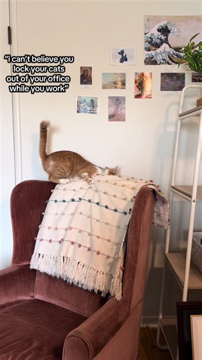 Why Locking Cats Out Can Be Challenging