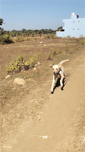 Labrador running ❤️💫🐕#shorts #trending #viral