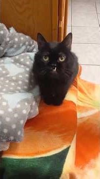 Mini kitty doesn’t care about her size #shorts