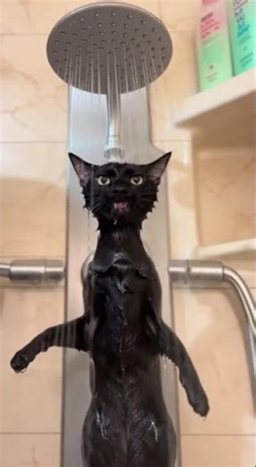 cat beatboxing in the shower 😱 #cat #funny #viral #shorts