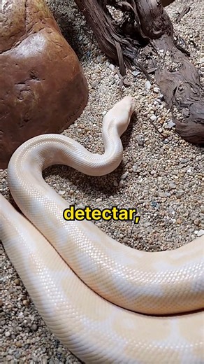 Albino Ball Python vs Royal Python