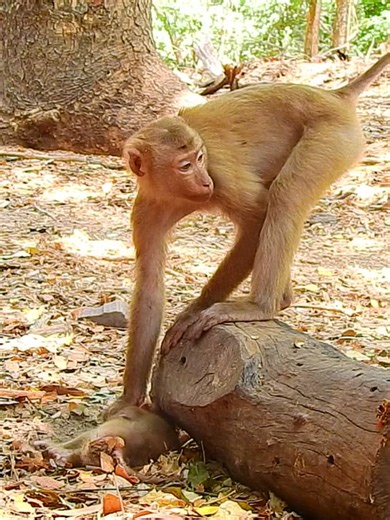 Rescue Baby Monkey in Need of Help - Heartbreaking Training Hard Monkey Day