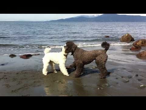 2 Standard Poodles Playing on the Beach