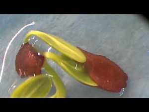Milkweed seed germination time lapse #germination #nature #gardening #seeds #timelapse