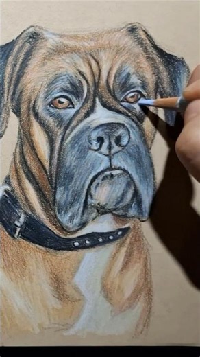 como dibujar un boxer #boxer #perro #perrito #dibujo #aprendiendoadibujar