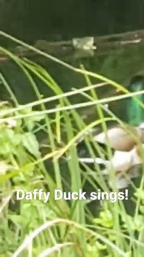 Daffy Duck sings "An acrobats daughter".